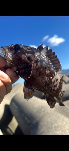 オウゴンムラソイの釣果
