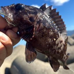 オウゴンムラソイ