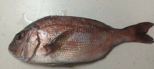 マダイの釣果