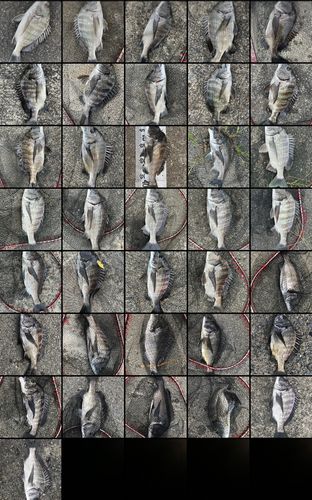 チヌの釣果