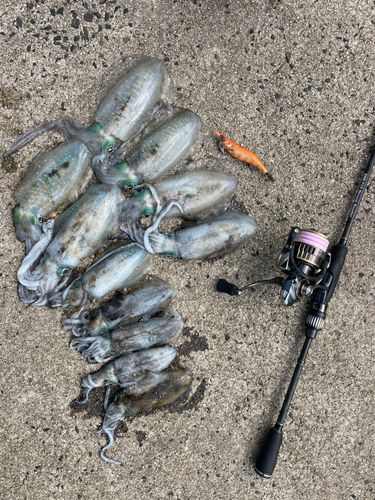 アオリイカの釣果
