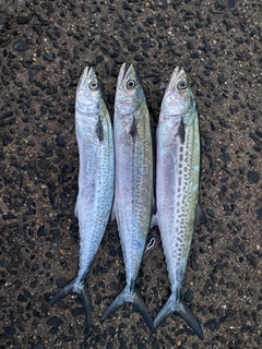 サゴシの釣果