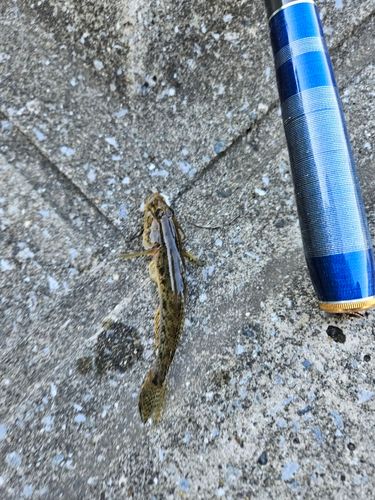 マハゼの釣果