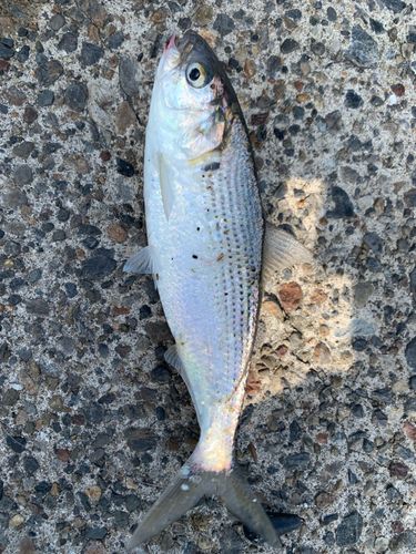 コノシロの釣果