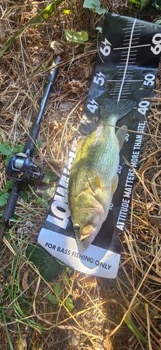 ブラックバスの釣果