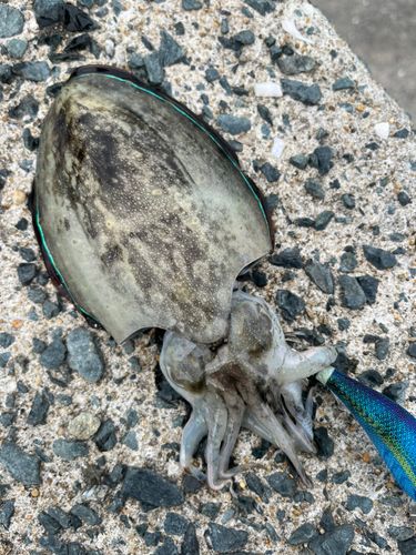 モンゴウイカの釣果