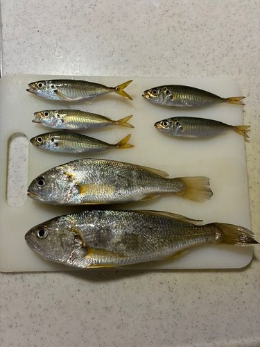 若洲海浜公園海釣り施設