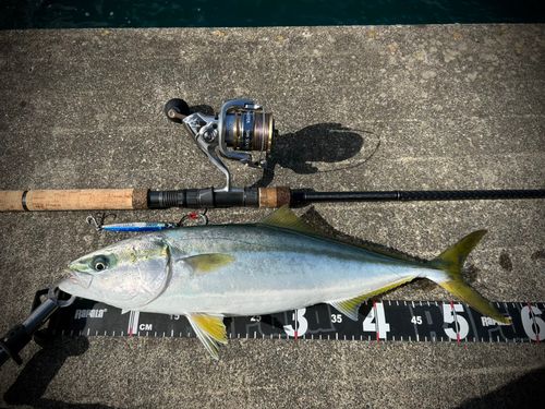 イナダの釣果
