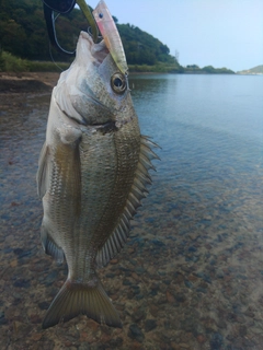ミナミクロダイの釣果