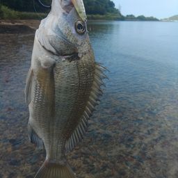 ミナミクロダイ
