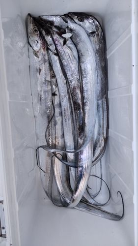 タチウオの釣果