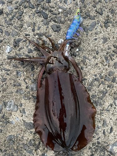 御所浦島