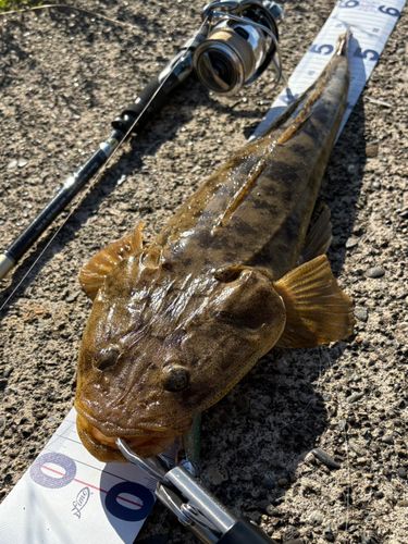 マゴチの釣果