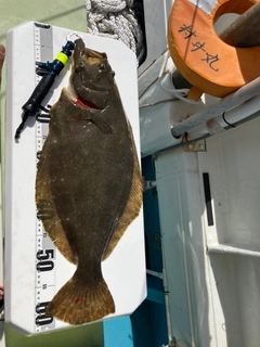 ヒラメの釣果