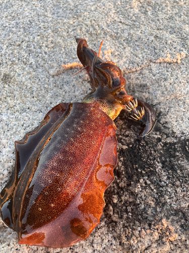 アオリイカの釣果