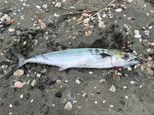 サゴシの釣果