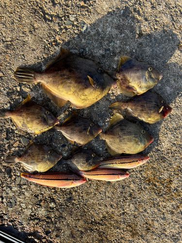 カワハギの釣果