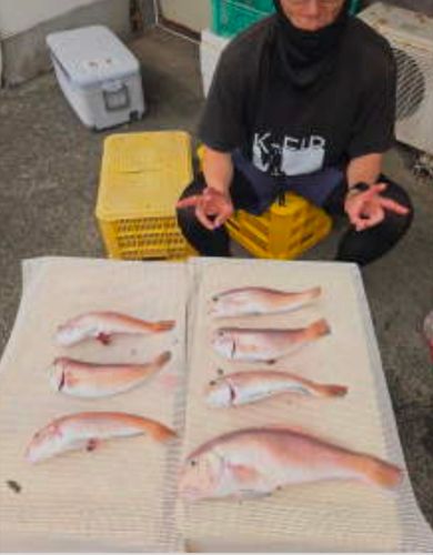 タコの釣果