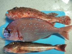 チダイの釣果