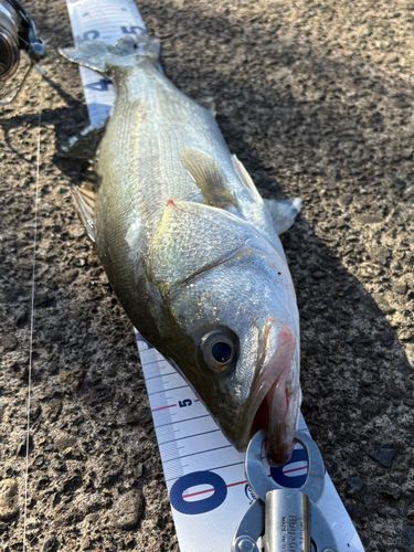 フッコ（マルスズキ）の釣果