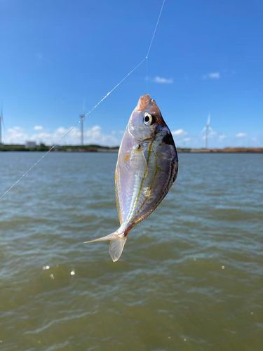 ヒイラギの釣果