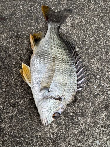多摩川河口