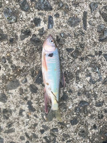 オイカワの釣果
