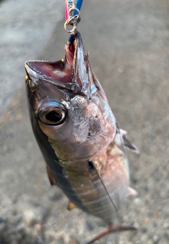 メジマグロの釣果