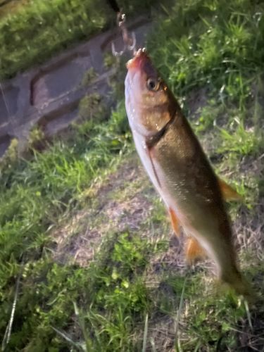 ウグイの釣果