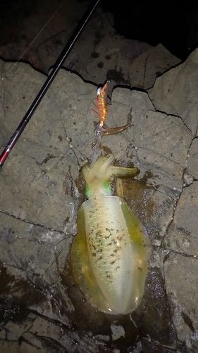 アオリイカの釣果
