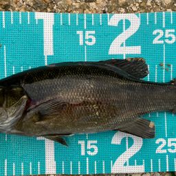 スモールマウスバス