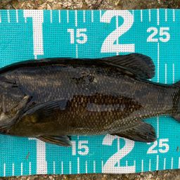 スモールマウスバス