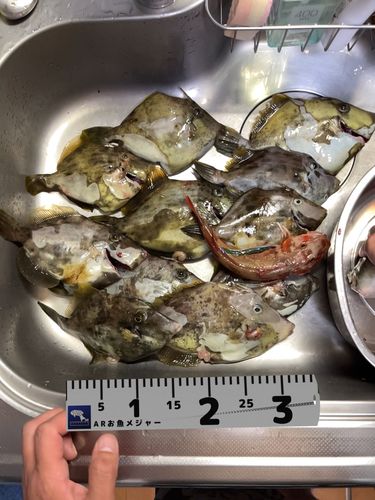 カワハギの釣果