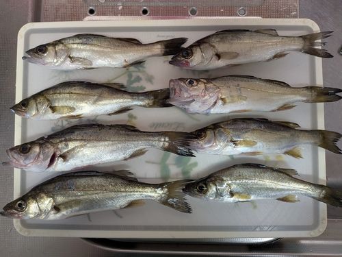 セイゴ（ヒラスズキ）の釣果
