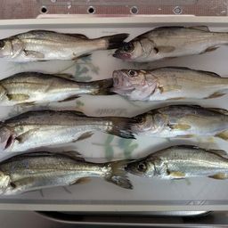 セイゴ（ヒラスズキ）