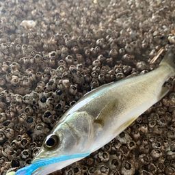 セイゴ（マルスズキ）