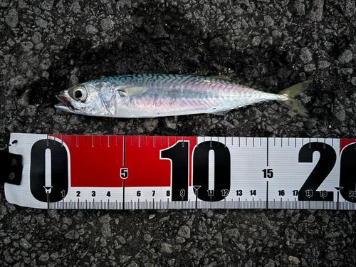 サバの釣果