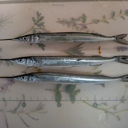 アジ