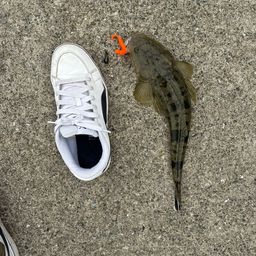 マゴチ