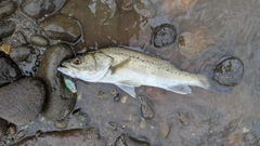 タイリクスズキの釣果