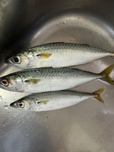 サバの釣果