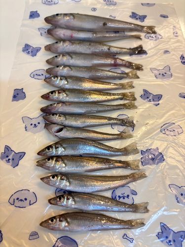キスの釣果