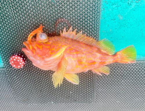 アヤメカサゴの釣果