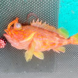 アヤメカサゴ