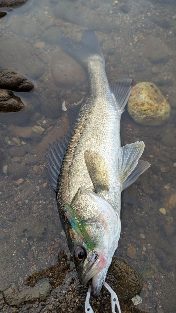 DAIWA 23シルバーウルフ 73LML-S・Wの最安値・インプレ・釣果