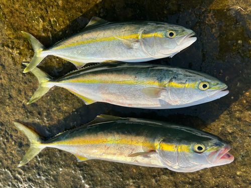 ツバイソの釣果