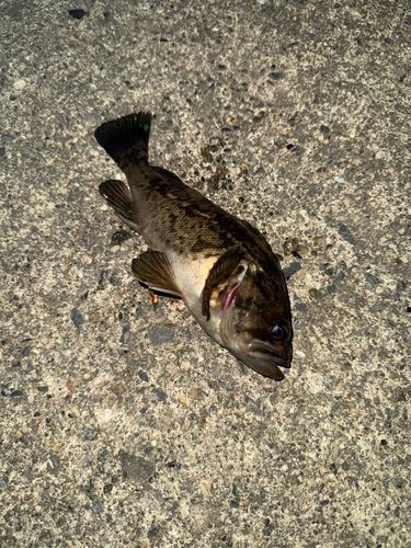 クロソイの釣果