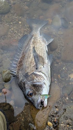 チヌの釣果