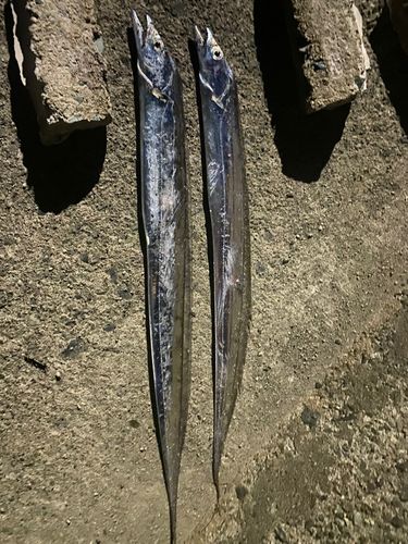 タチウオの釣果