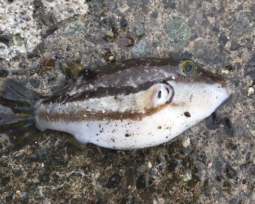 キタマクラの釣果